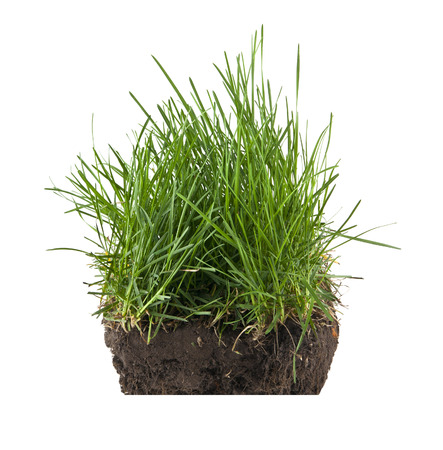 green grass turf isolated on white backgroundの写真素材