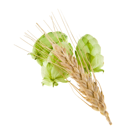 hops with spikelet isolated on white backgroundの写真素材