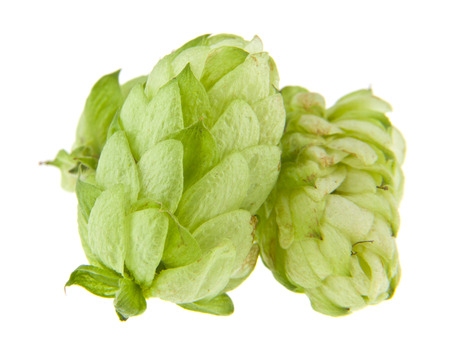 hops isolated on white backgroundの写真素材