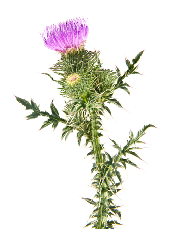 thistle flowers isolated on white backgroundの写真素材