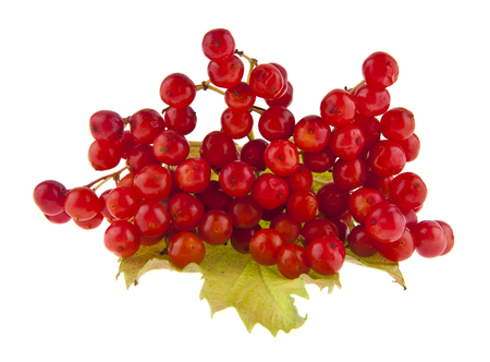 red viburnum isolated on white backgroundの写真素材