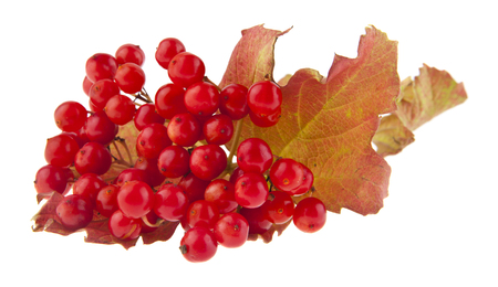 red viburnum isolated on white backgroundの写真素材