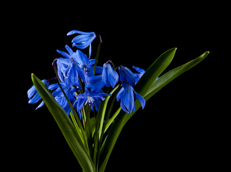 flowers of blue snowdrops isolated on black backgroundの写真素材