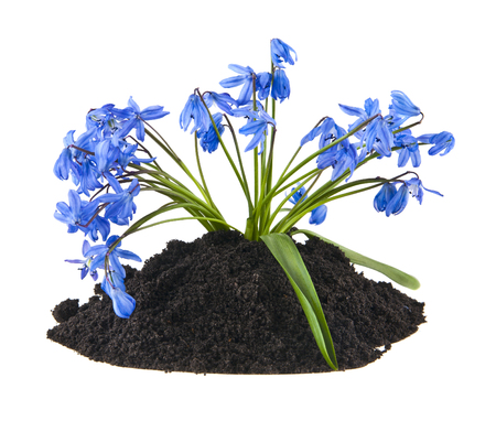 blue snowdrops isolated on white backgroundの写真素材