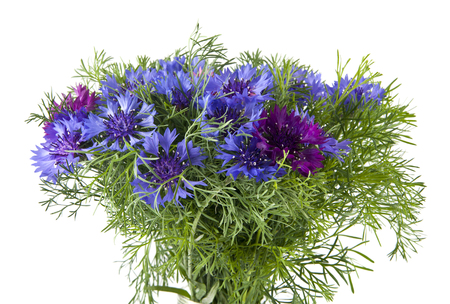 flowers of Centaurea isolated on white backgroundの写真素材