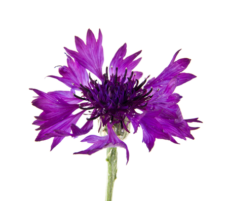 flowers of Centaurea isolated on white backgroundの写真素材