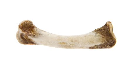 Bone isolated on whiteの写真素材