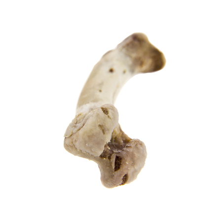 Bone isolated on whiteの写真素材
