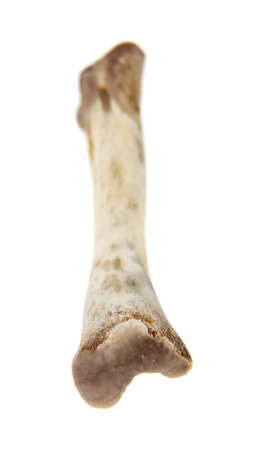 Bone isolated on whiteの写真素材