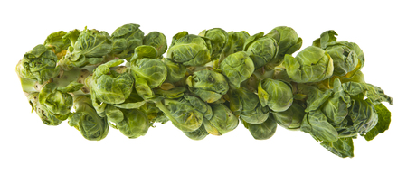 brussels sprouts isolated on white backgroundの写真素材