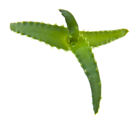 Aloe isolated on whiteの写真素材