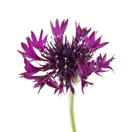 flowers of Centaurea isolated on white backgroundの写真素材
