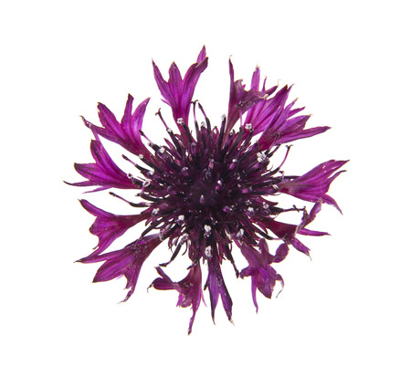 flowers of Centaurea isolated on white backgroundの写真素材
