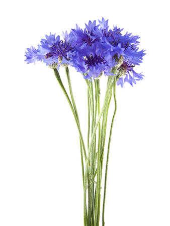 flowers of Centaurea isolated on white backgroundの写真素材