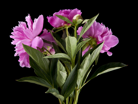 peonies flowers isolated on black backgroundの写真素材
