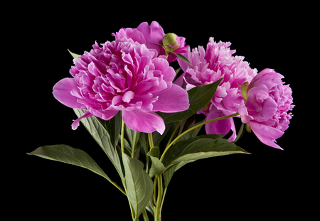 peonies flowers isolated on black backgroundの写真素材