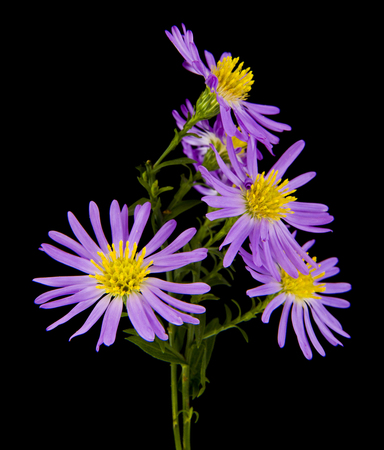 alpine aster isolated on a black backgroundの写真素材