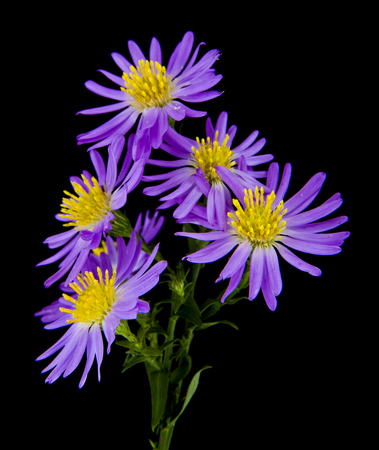 alpine aster isolated on a black backgroundの写真素材