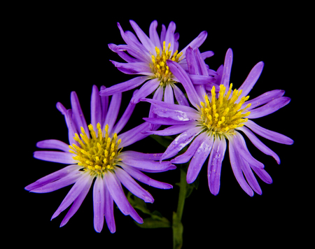 Alpine aster isolated on a blackの写真素材