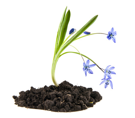 Blue snowdrops isolated on whiteの写真素材