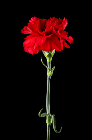 Red carnation flowers isolated on blackの写真素材