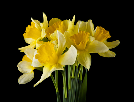 Yellow daffodils flowers isolated on blackの写真素材