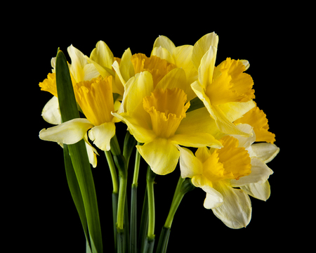 Yellow daffodils flowers isolated on blackの写真素材