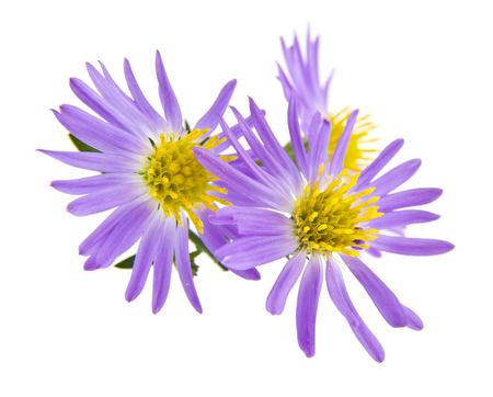 Alpine aster isolated on whiteの写真素材