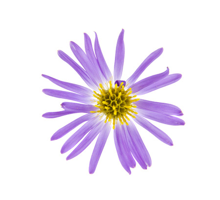 Alpine aster isolated on whiteの写真素材