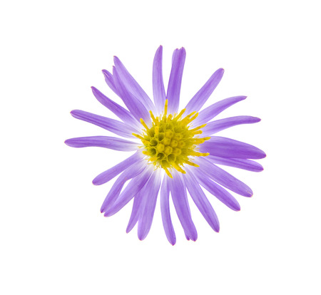 Alpine aster isolated on whiteの写真素材