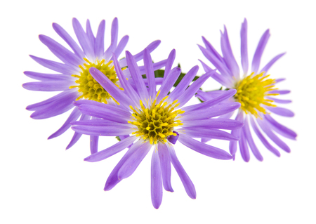 Alpine aster isolated on whiteの写真素材