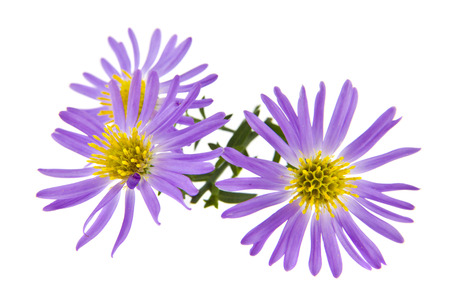 Alpine aster isolated on whiteの写真素材