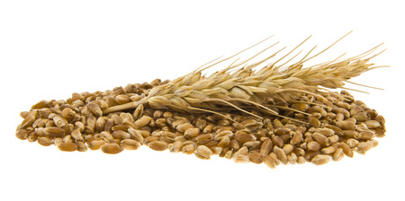 Kernels isolated on whiteの写真素材
