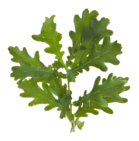 Green oak leaves isolated on whiteの写真素材