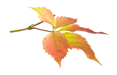 Autumn leaf of grapes isolated on whiteの写真素材