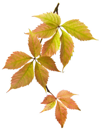 Autumn leaf of grapes isolated on whiteの写真素材