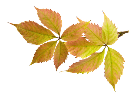 Autumn leaf of grapes isolated on whiteの写真素材