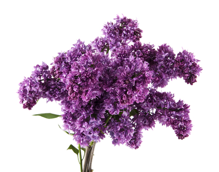 lilac flowers isolated on white backgroundの写真素材