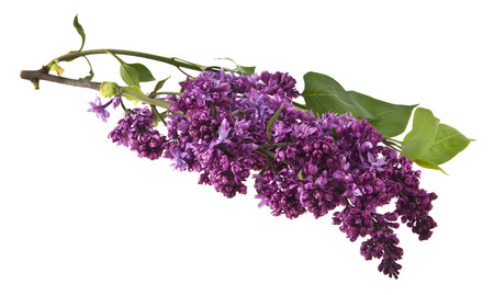 lilac flowers isolated on white backgroundの写真素材