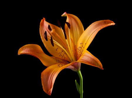 Lily flowers isolated on blackの写真素材