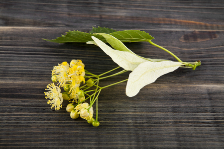 Linden flowers on woodenの写真素材