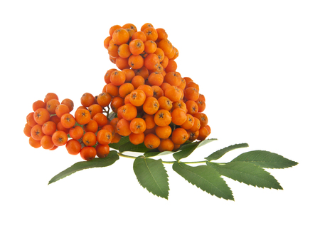 Rowan berries isolated on whiteの写真素材