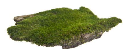 Moss on wooden board isolated on whiteの写真素材
