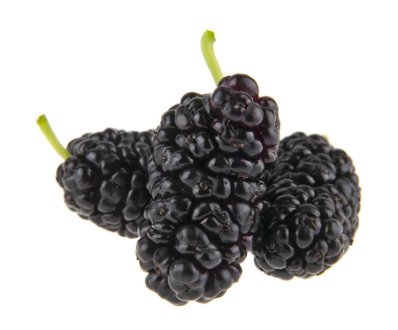 Mulberries isolated on whiteの写真素材