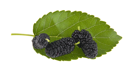 Mulberries isolated on whiteの写真素材