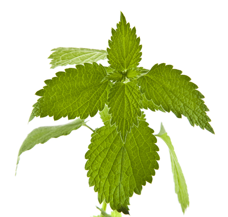 Nettle isolated on whiteの写真素材