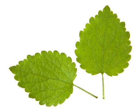 Nettle isolated on whiteの写真素材