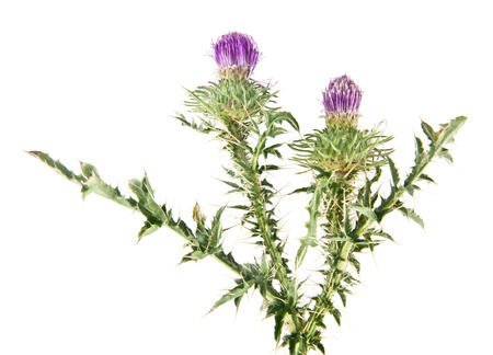 Milk thistle isolated on whiteの写真素材