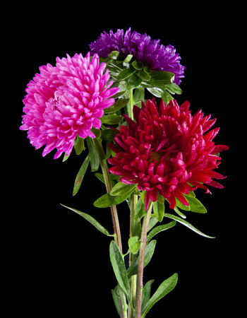Aster flowers isolated on black backgroundの写真素材