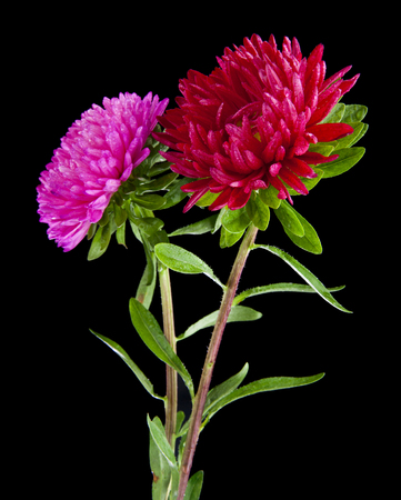 Aster flowers isolated on black backgroundの写真素材